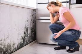 Best Black Mold Removal in USA